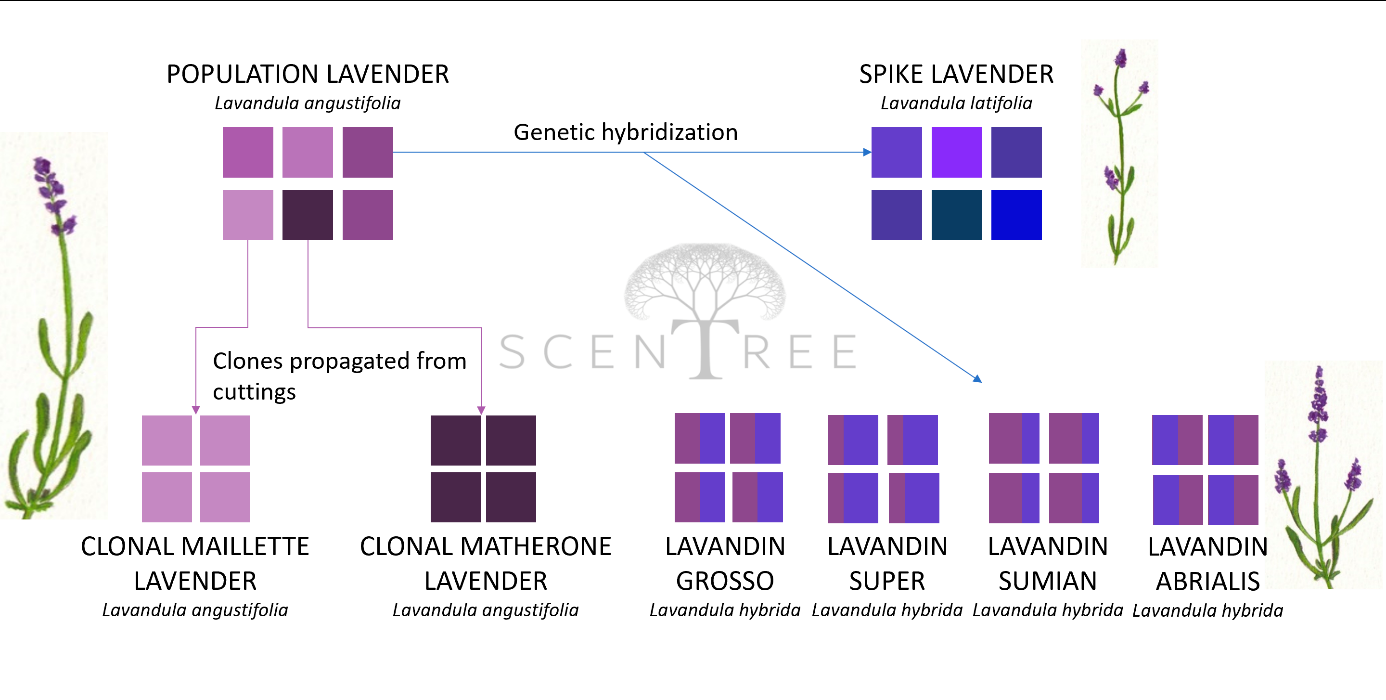 Botany & genetic of lavandula Botany & genetic of lavandula