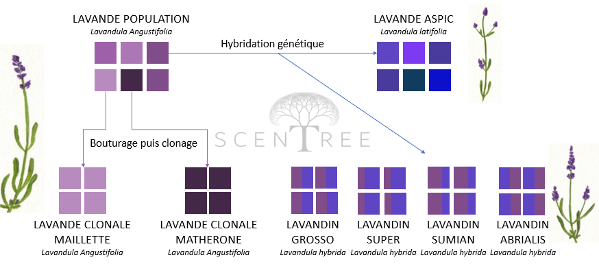 Botanique & Genétique des lavandula Botanique & Genétique des lavandula
