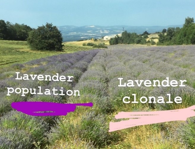 Il existe plusieurs variétés de lavande Il existe plusieurs variétés de lavande